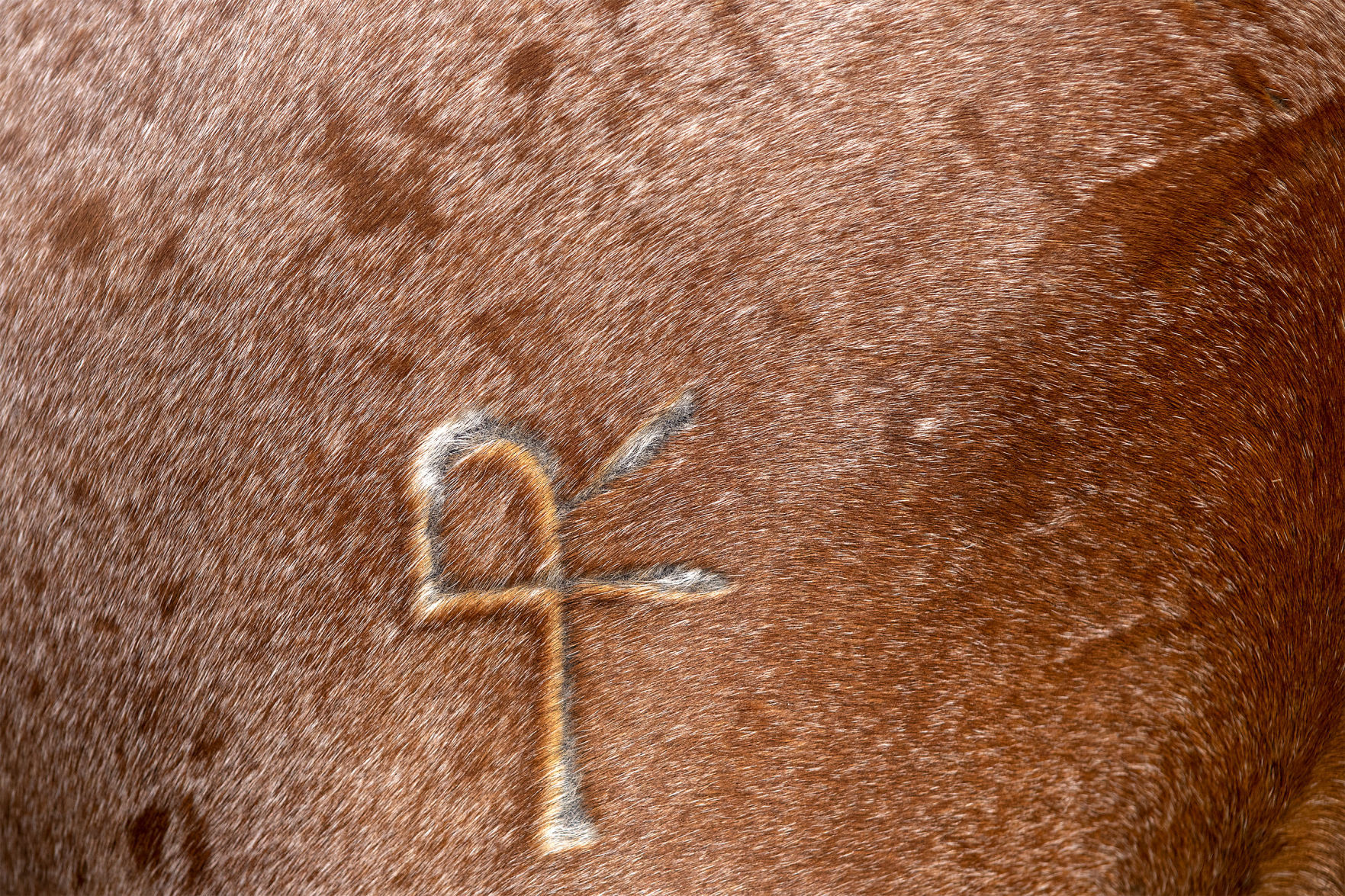 Rodeo gallery